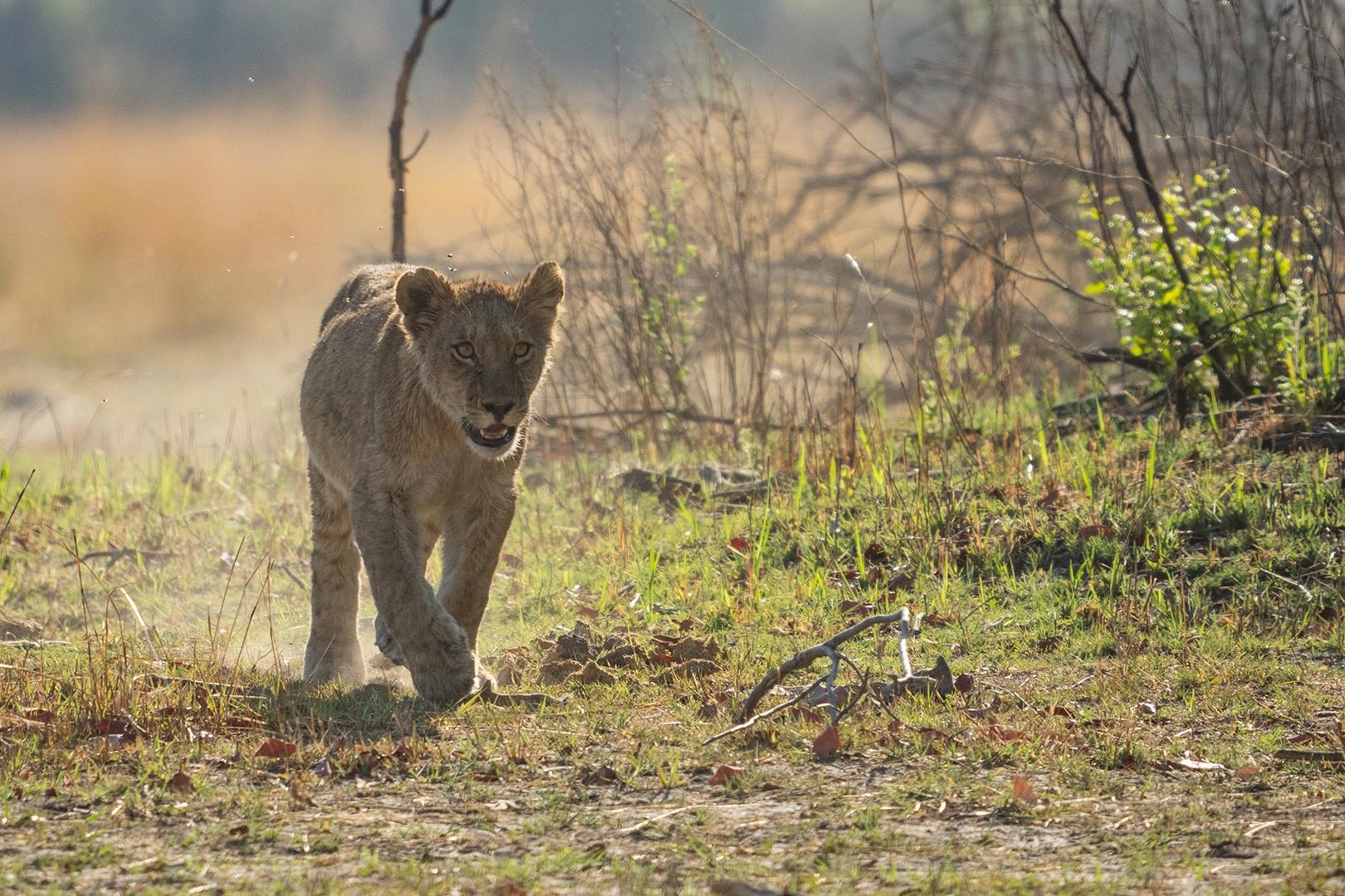 The Xudum Pride's oldest cub, Mathata, begins to develop his independence.