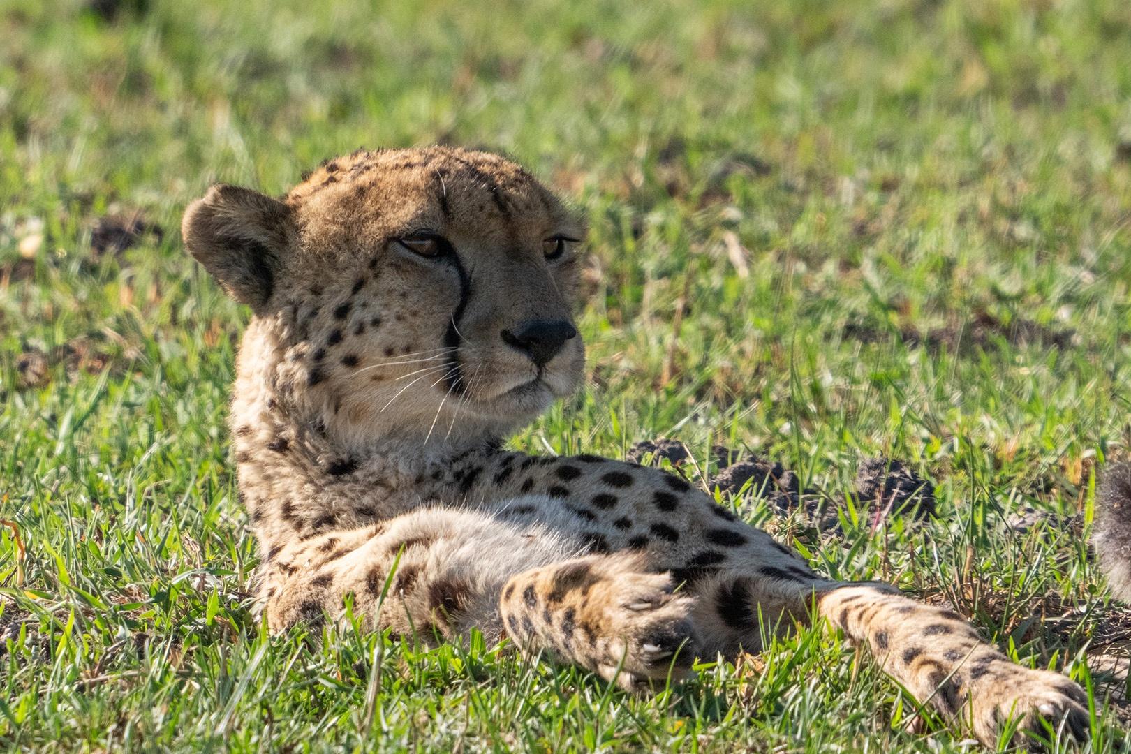 Mushi, the young male cheetah, waits for his opportunity to chase lechwe in a floodplain.