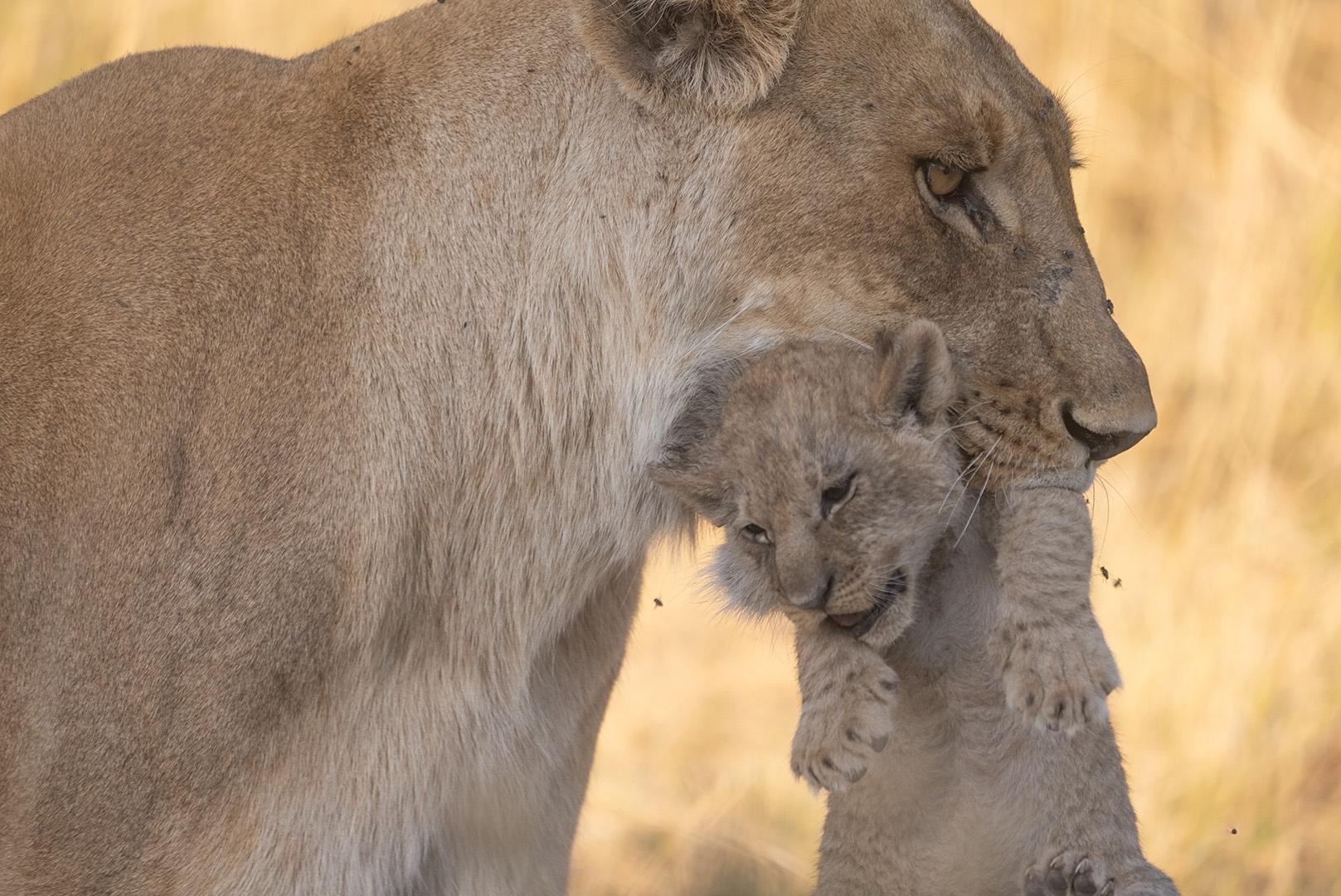 Xudum lioness, Naledi, moves her young cubs to a new den to keep them safe.