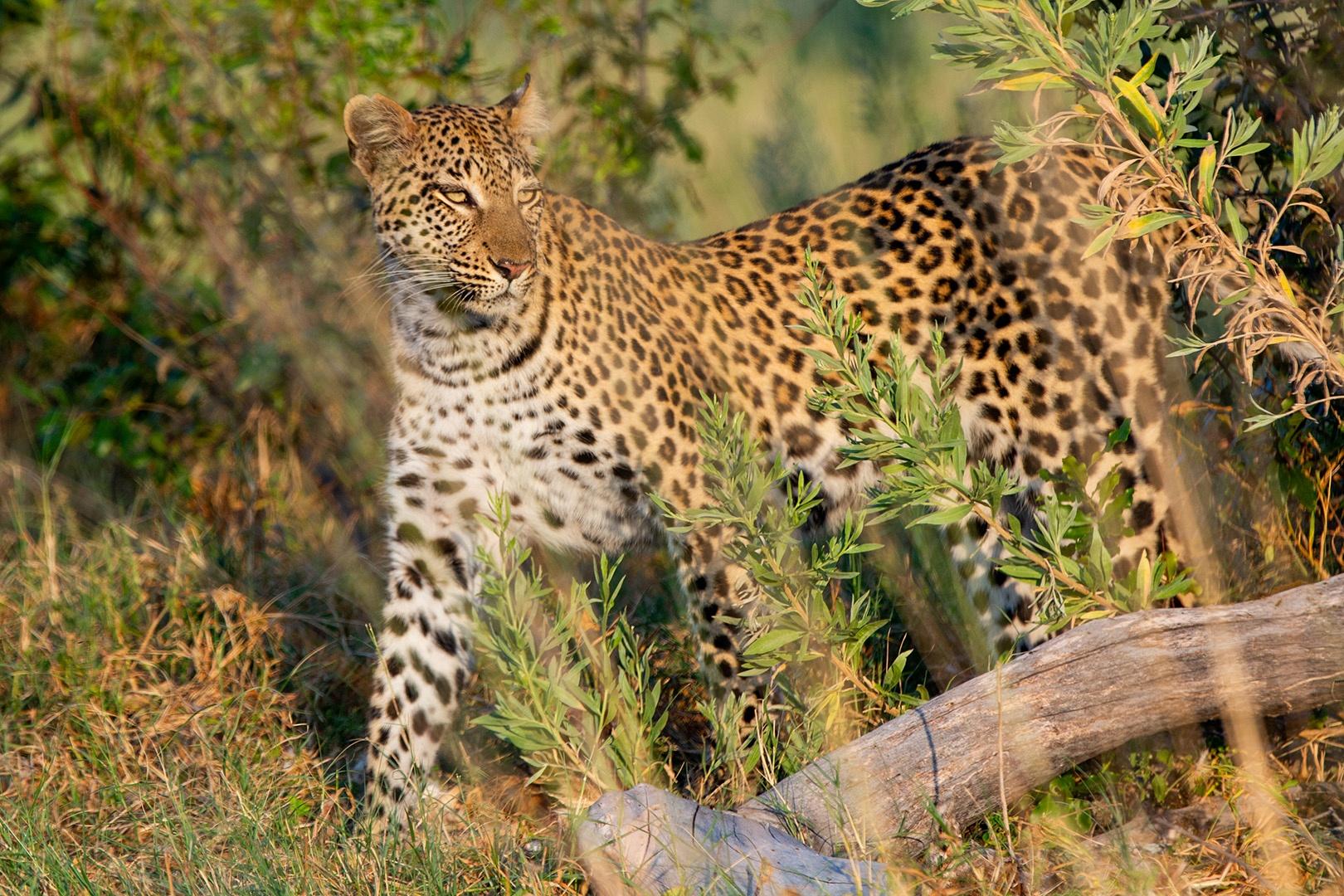 Young female leopard, Xudum, patrols her territory.