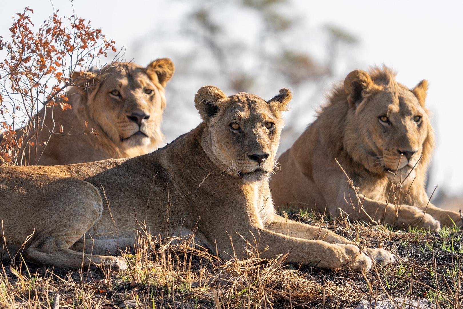 Sub-adult male lions, Colin and Nkgonne, will soon leave the family to find a pride of their own.