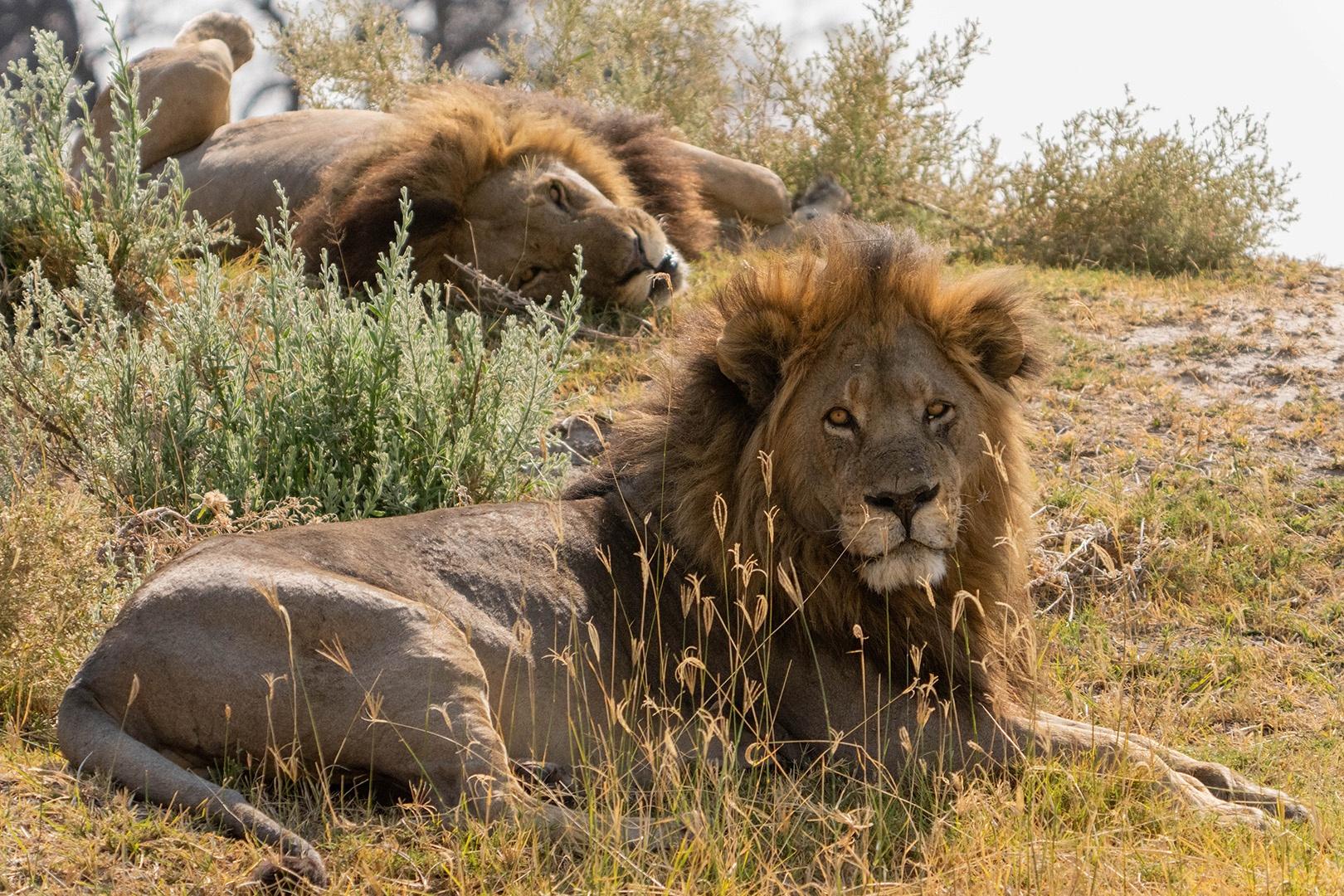 Dominant male lions, Big Toe and Madumo, have been head of the Xudum Pride for half a decade.