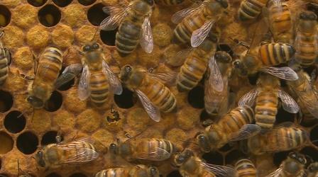 Video thumbnail: Nature Keep Calm and... Tend to 20,000 Bees | Backyard Nature